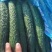 蜜刺黄瓜，夏邑黄瓜，河南黄瓜，大量有货，产地直销，价格优