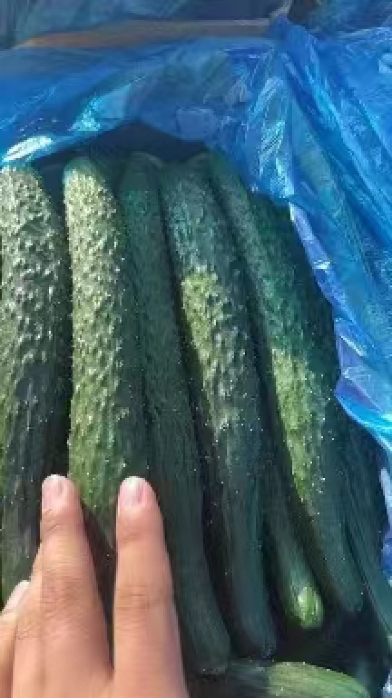 蜜刺黄瓜，夏邑黄瓜，河南黄瓜，大量有货，产地直销，价格优