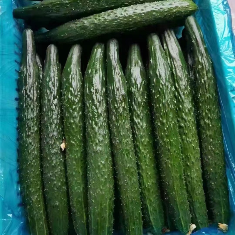 蜜刺黄瓜，夏邑黄瓜，河南黄瓜，大量有货，产地直销，价格优