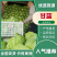山东中甘甘蓝韩绿甘蓝-产地直发-价格优惠-可视频看货