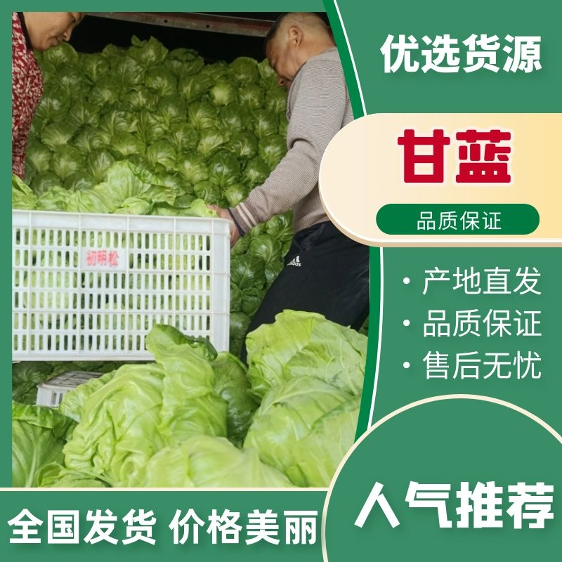山东中甘甘蓝韩绿甘蓝-产地直发-价格优惠-可视频看货