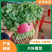 河南万亩香菜种植基地【大叶香菜】价格亲民视频看货采购