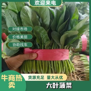 河南菠菜，大叶菠菜，产地一手货源，现采现发，对接全国客商