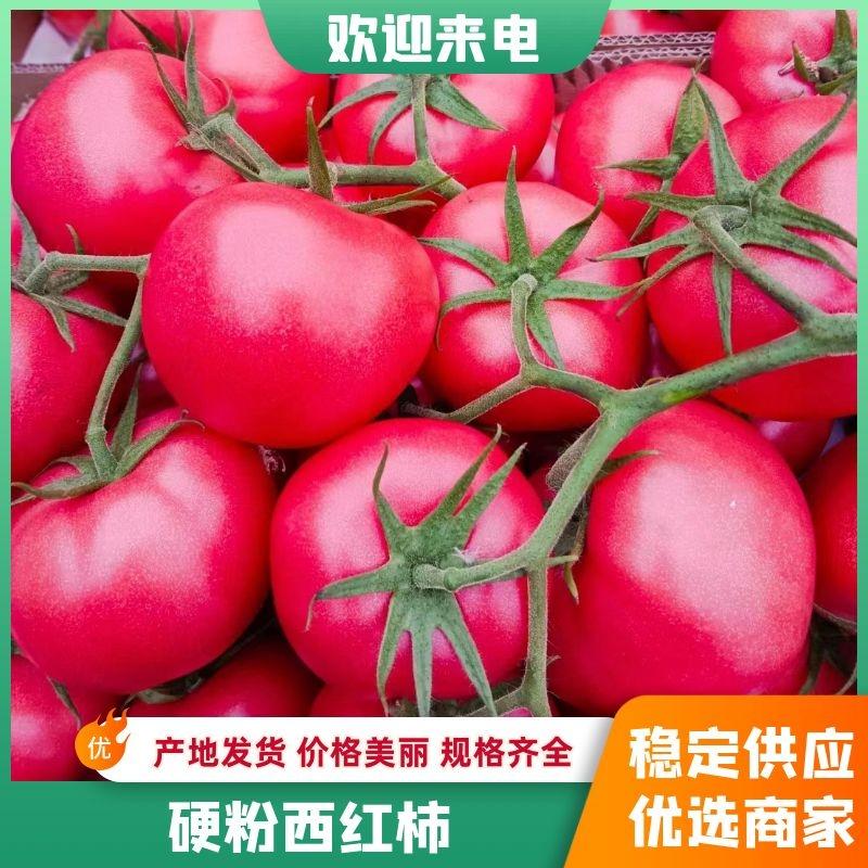 西红柿粉西红柿连云港西红柿现摘保质保量，诚信经营