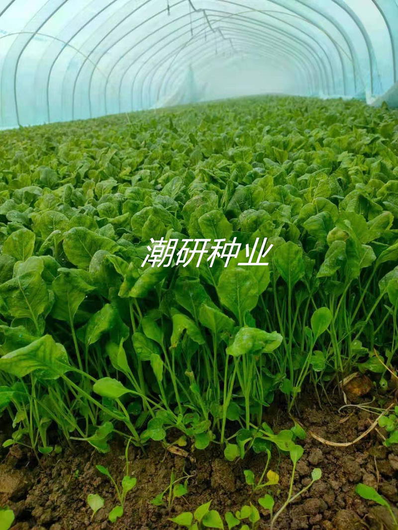 香港中花芥兰种子（可做兰花苗用）芥蓝种子