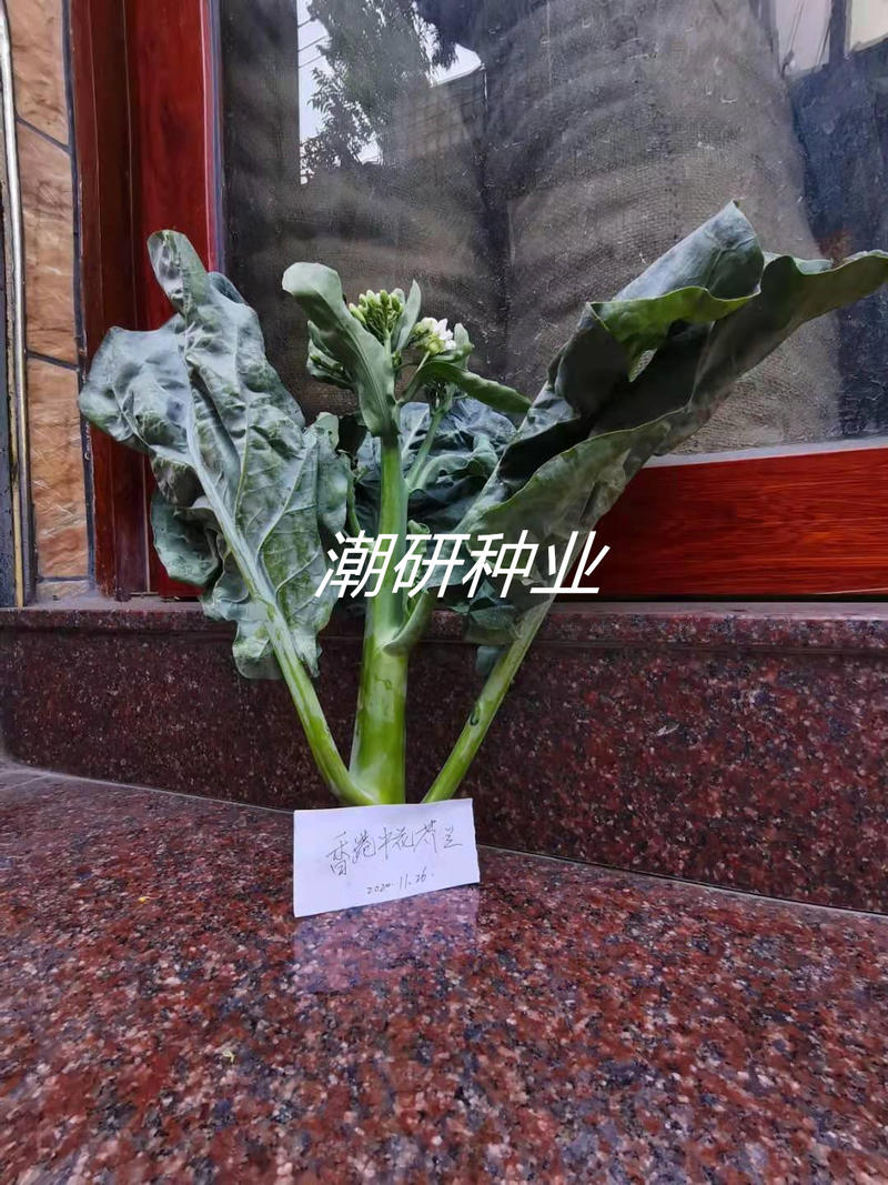 香港中花芥兰种子（可做兰花苗用）芥蓝种子