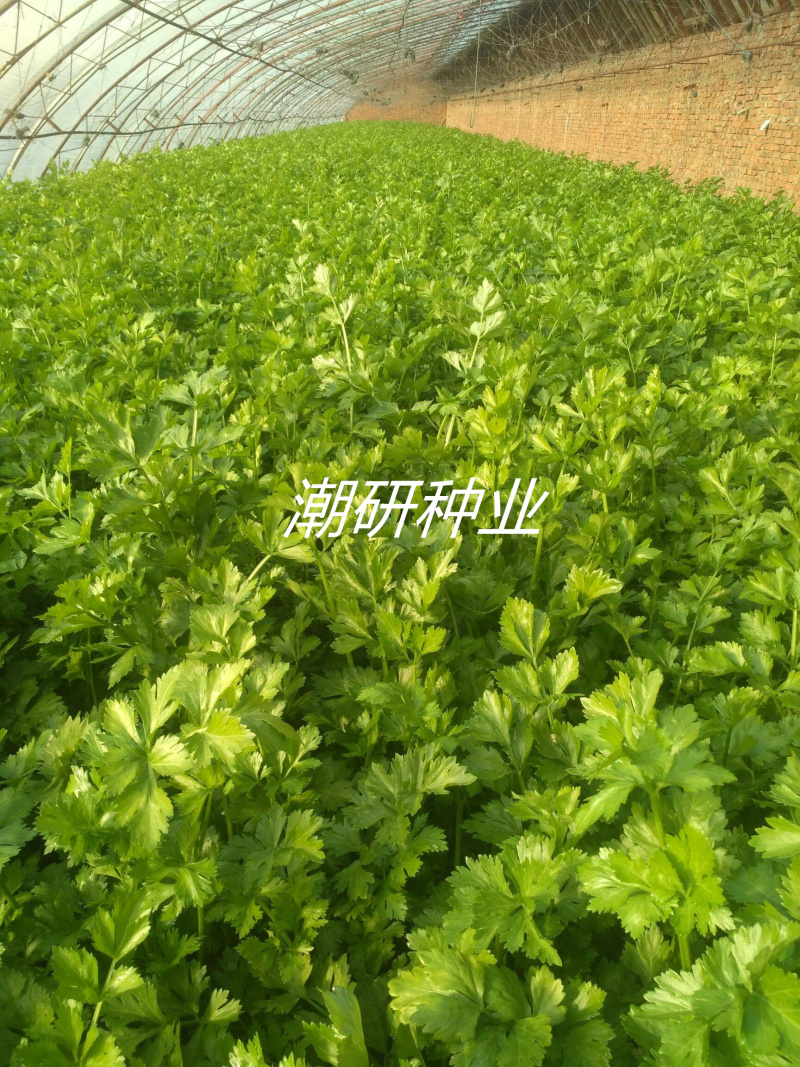 泰国黄心芹种子适用基地欢迎代理