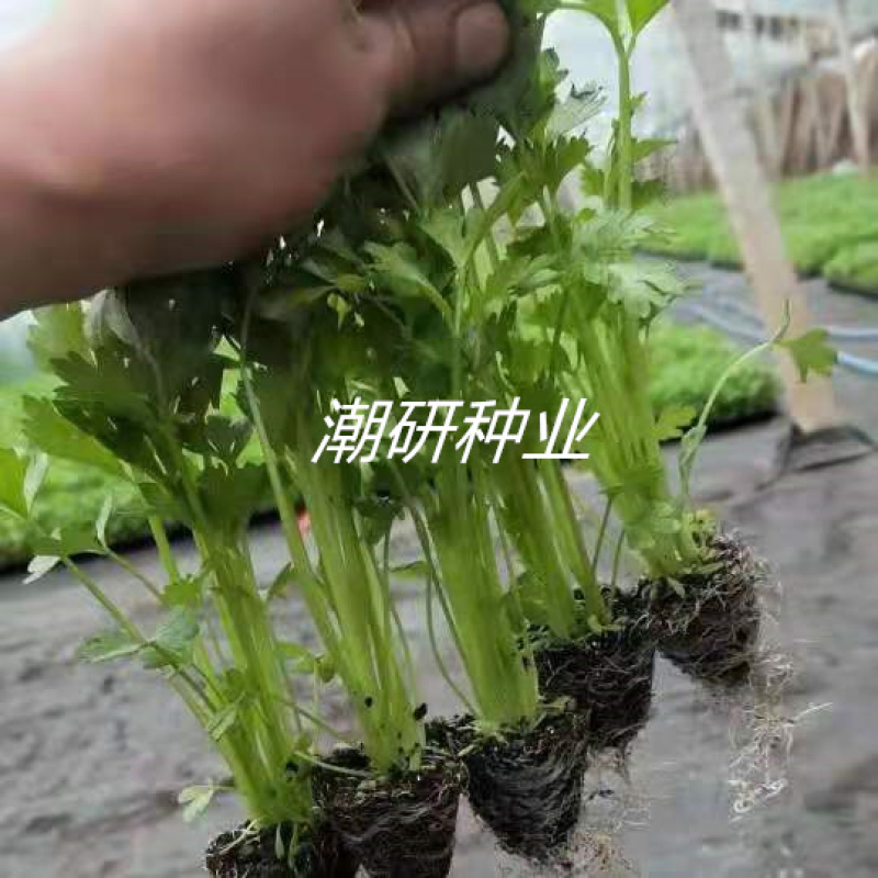 泰国黄心芹种子适用基地欢迎代理