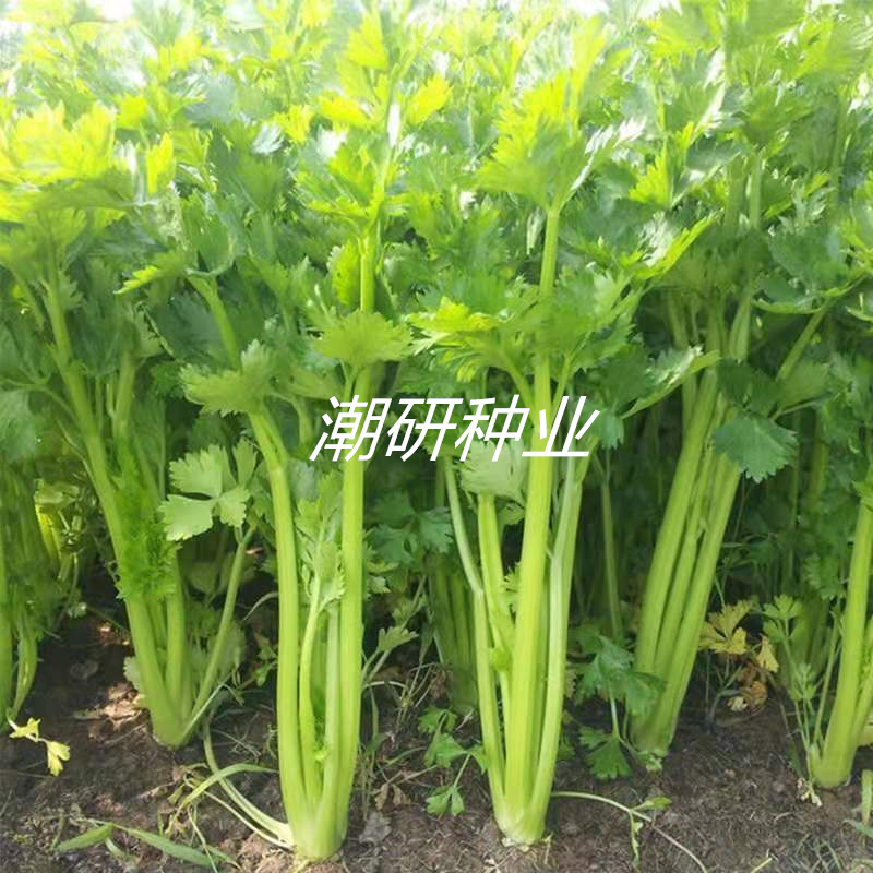 泰国黄心芹种子适用基地欢迎代理