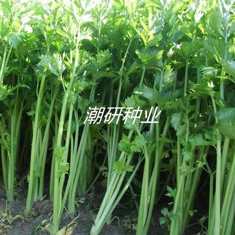 泰国黄心芹种子适用基地欢迎代理
