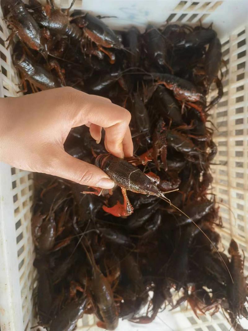 精品潜江小龙虾每天鲜货供应全国发货可视频看货