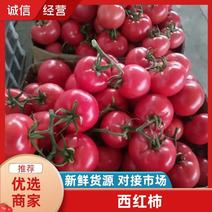 串果西红柿连云港硬粉西红柿沙瓤西红柿产地直销供应