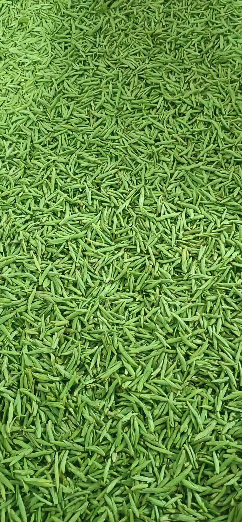 明前龙井绿茶高香精品龙井茶甘香如兰手采嫩芽500克茶叶