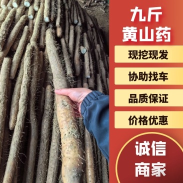 精品山药九金斤黄山药产地直发品质保障量大优惠