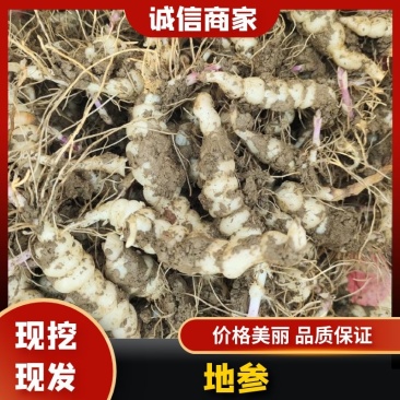 玉环菜，地种草，地参大量供应中对接市场等品质保障