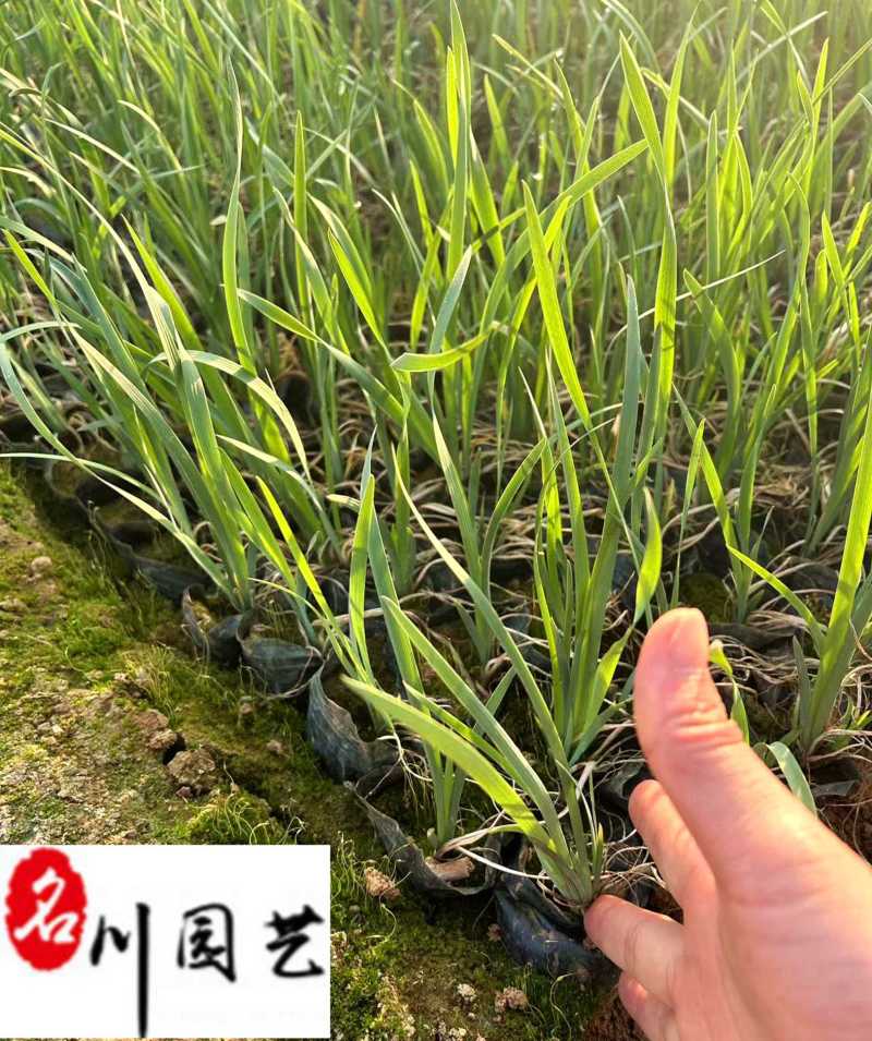 香蒲种植基地直销成都水生植物批发水体湿地工程绿化苗