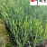 香蒲种植基地直销成都水生植物批发水体湿地工程绿化苗
