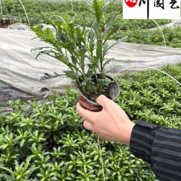 大杯小杯木春菊批发成都苗圃基地直销优质木春菊工程苗