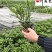 大杯小杯木春菊批发成都苗圃基地直销优质木春菊工程苗