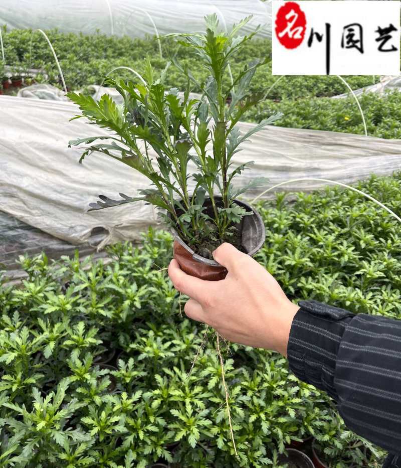 大杯小杯木春菊批发成都苗圃基地直销优质木春菊工程苗