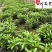 大杯小杯木春菊批发成都苗圃基地直销优质木春菊工程苗