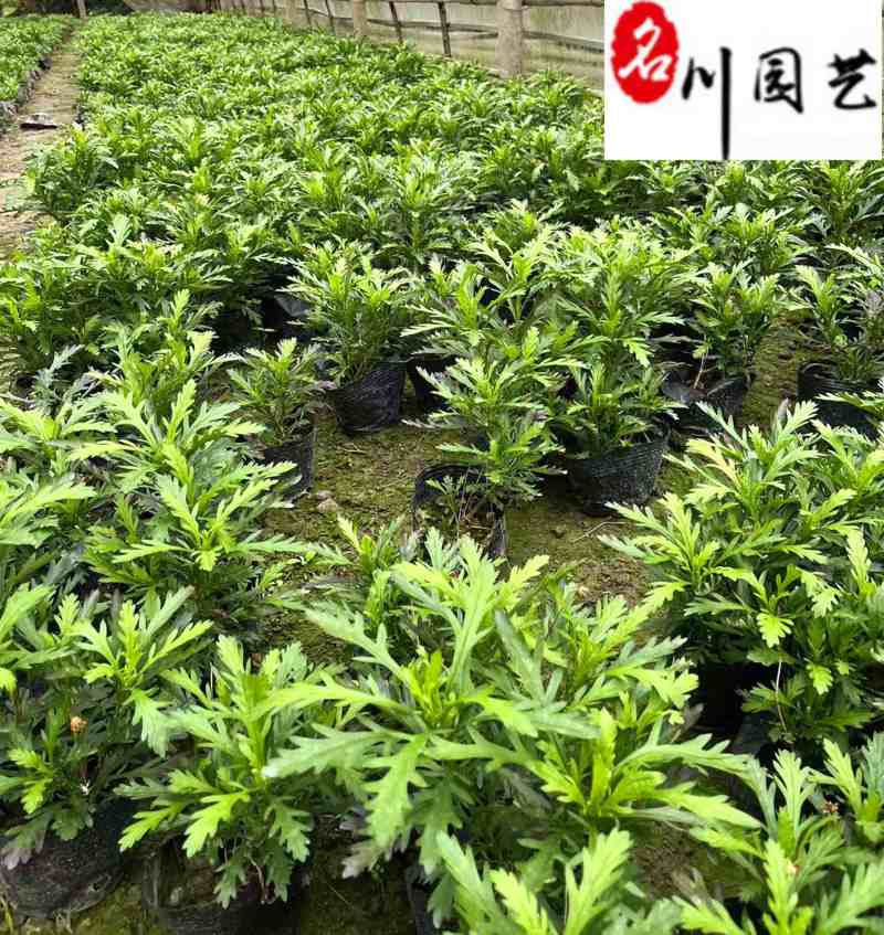 大杯小杯木春菊批发成都苗圃基地直销优质木春菊工程苗