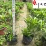 大杯小杯木春菊批发成都苗圃基地直销优质木春菊工程苗
