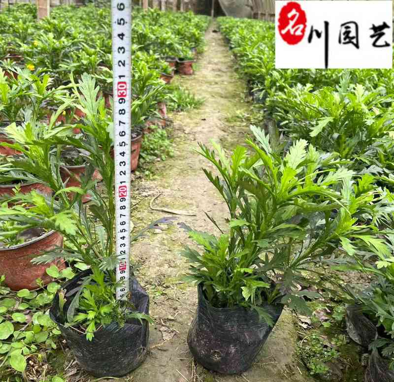 大杯小杯木春菊批发成都苗圃基地直销优质木春菊工程苗