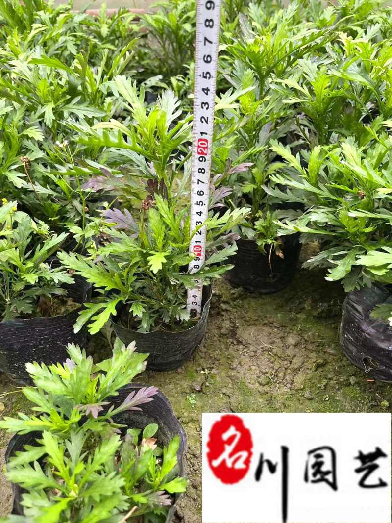 大杯小杯木春菊批发成都苗圃基地直销优质木春菊工程苗