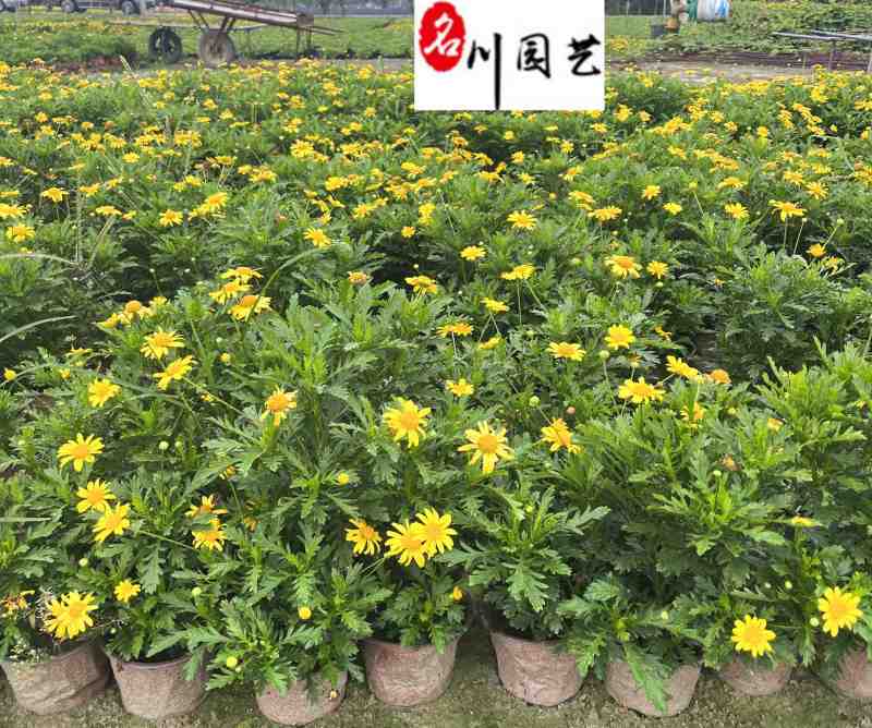 大杯小杯木春菊批发成都苗圃基地直销优质木春菊工程苗