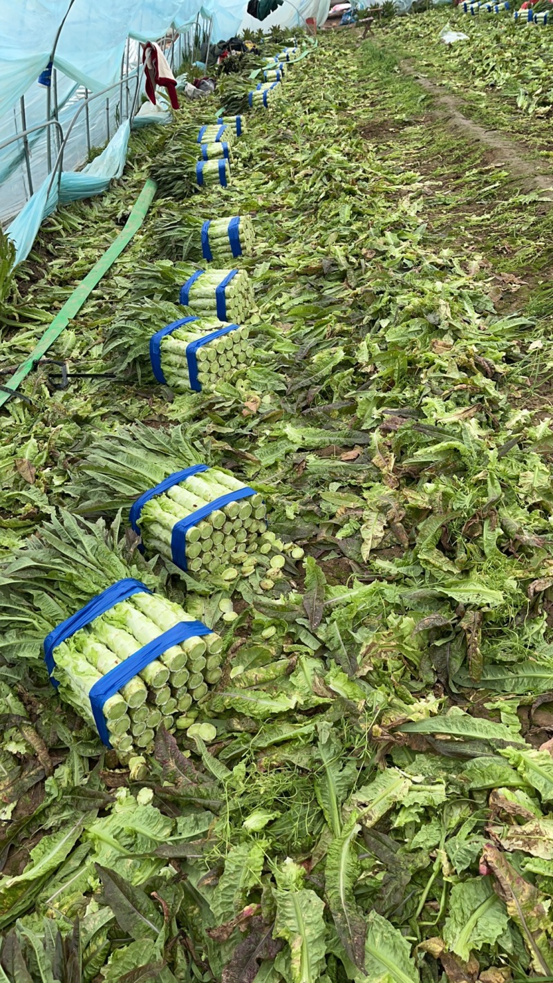 红叶莴苣精品香莴苣大量上市中价格优惠批发电商欢迎咨询