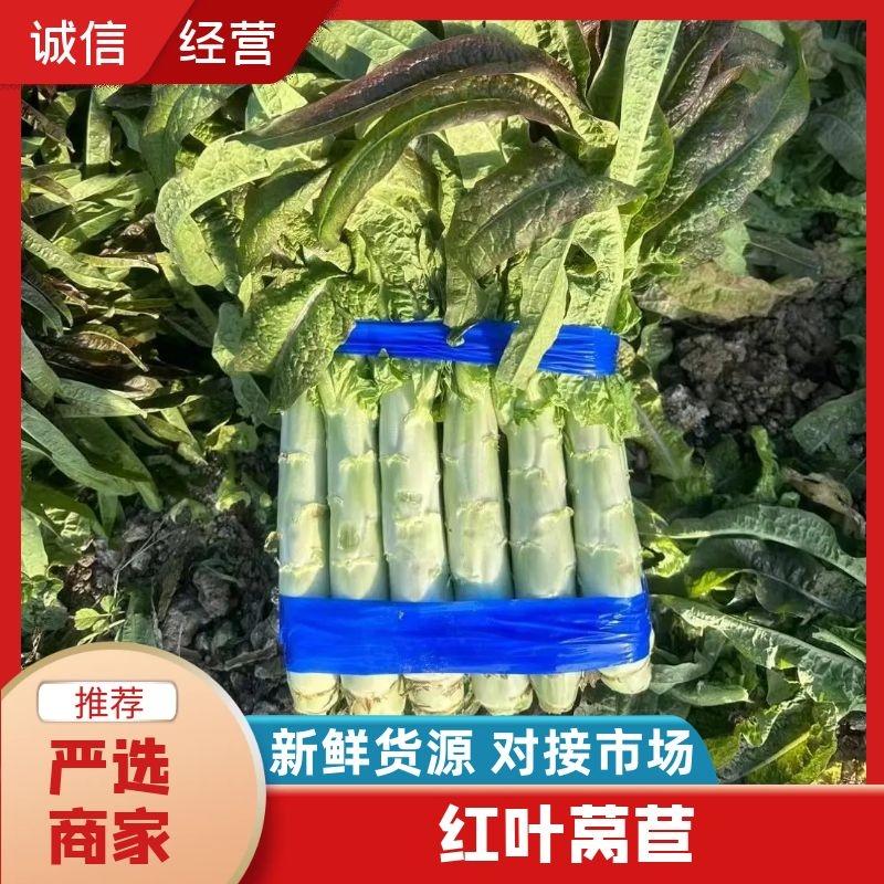 红叶莴苣精品香莴苣大量上市中价格优惠批发电商欢迎咨询