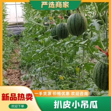 珍珠红西瓜2K冰糖子小糖丸手扒皮小吊瓜供应市场电商