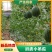 珍珠红西瓜2K冰糖子小糖丸手扒皮小吊瓜供应市场电商