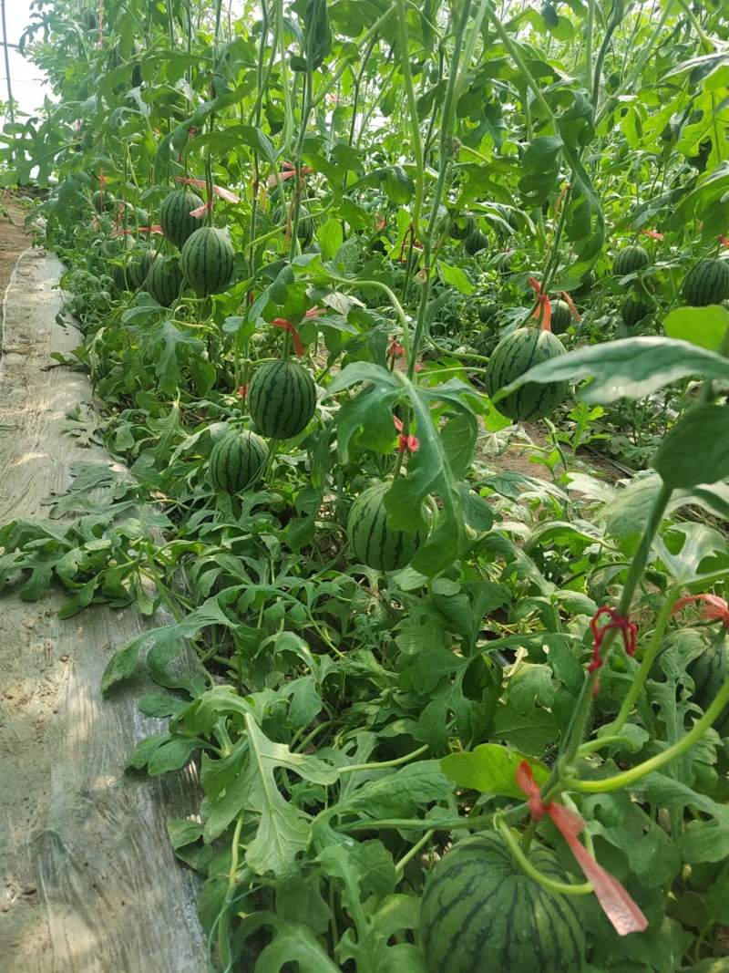 珍珠红西瓜2K冰糖子小糖丸手扒皮小吊瓜供应市场电商