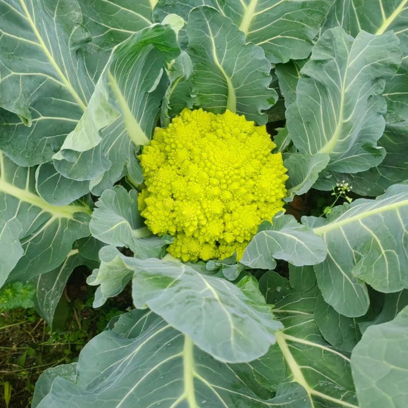 宝塔菜种子罗马花椰菜籽螺丝菜绿花菜耐寒高产夏秋冬四季蔬菜