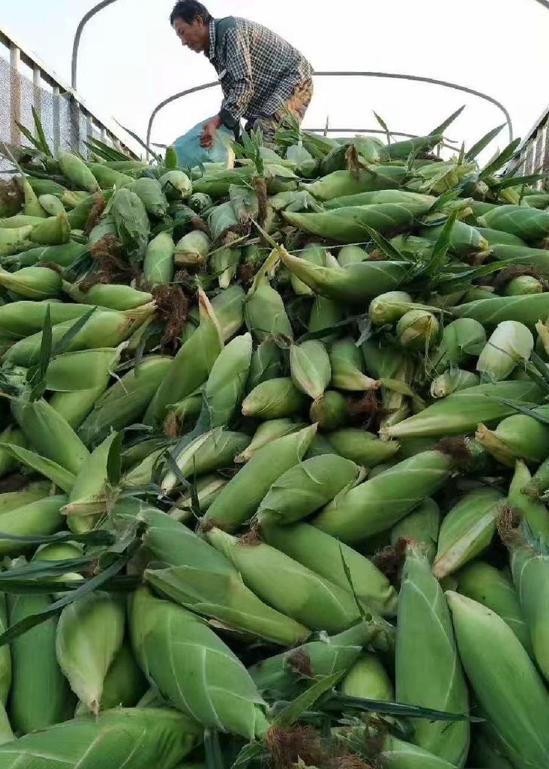 水果甜玉米产地直供每日新鲜采摘规格齐全大量供应中