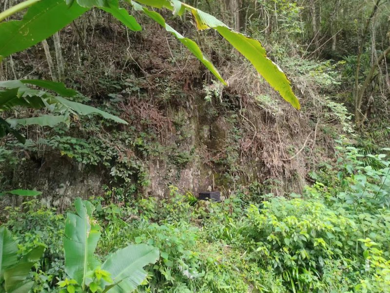 贵州深山老林土蜂蜜产地直销