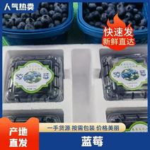四川蓝莓产地直发优瑞卡L11L25（玫瑰香）量大从优