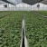 红颜草莓苗裸根草莓苗量大价优全国发货技术指导电联