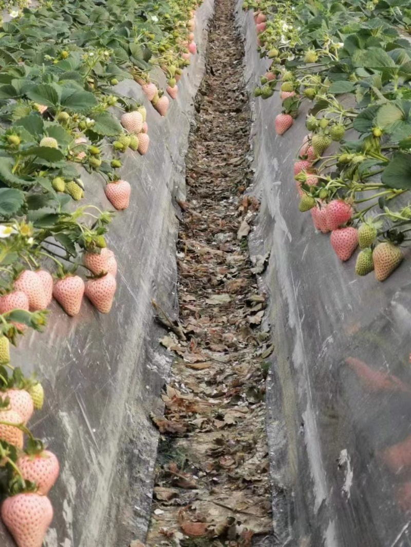 红颜草莓苗裸根草莓苗量大价优全国发货技术指导电联