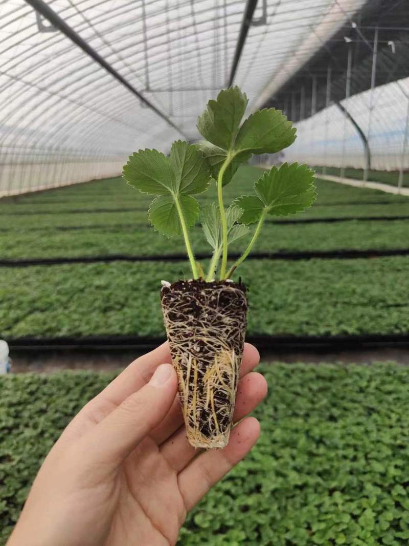 红颜草莓苗裸根草莓苗量大价优全国发货技术指导电联