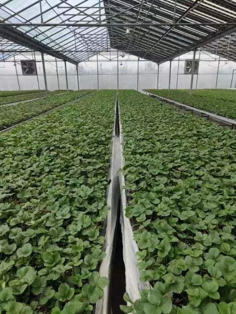 脱毒草莓苗妙香3号7号优质草莓苗品种齐全品种保证电联