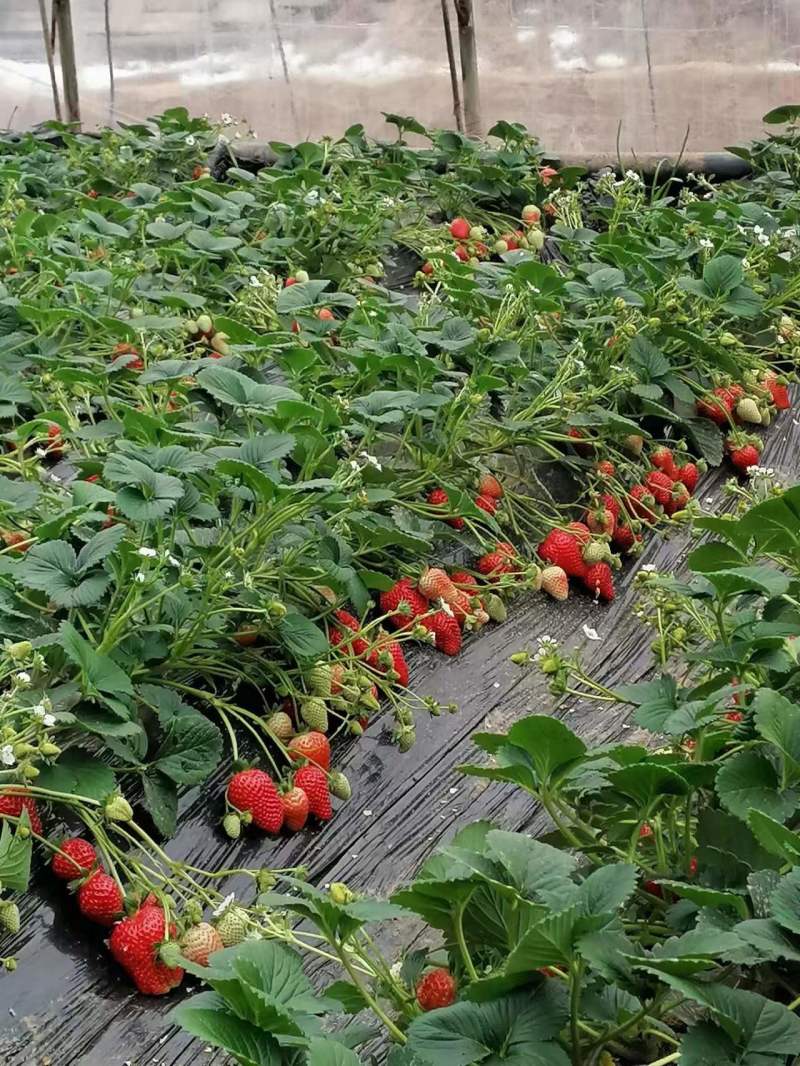 脱毒草莓苗妙香3号7号优质草莓苗品种齐全品种保证电联