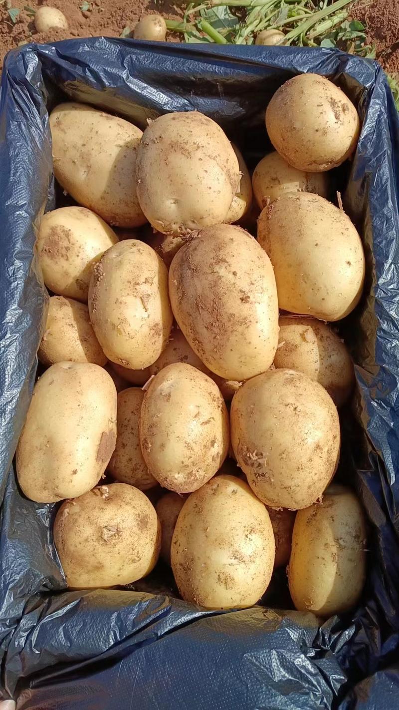 河南土豆大量上市了，需要的老板联系