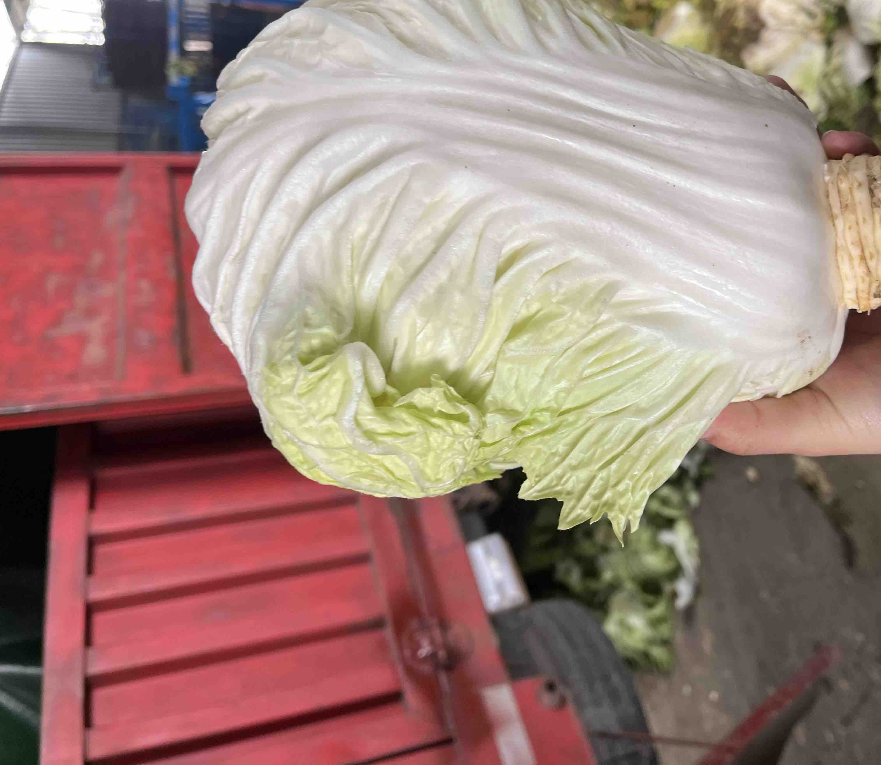 量词对比示意图