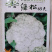 神鹿绿松青梗松花菜种子，耐热耐寒，花球雪白，基地专用