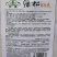 神鹿绿松青梗松花菜种子，耐热耐寒，花球雪白，基地专用