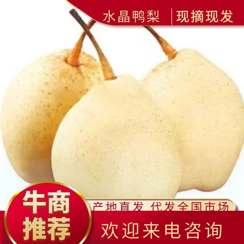 【河北精品水晶鸭梨】大量供应口感脆甜个头大货源充足