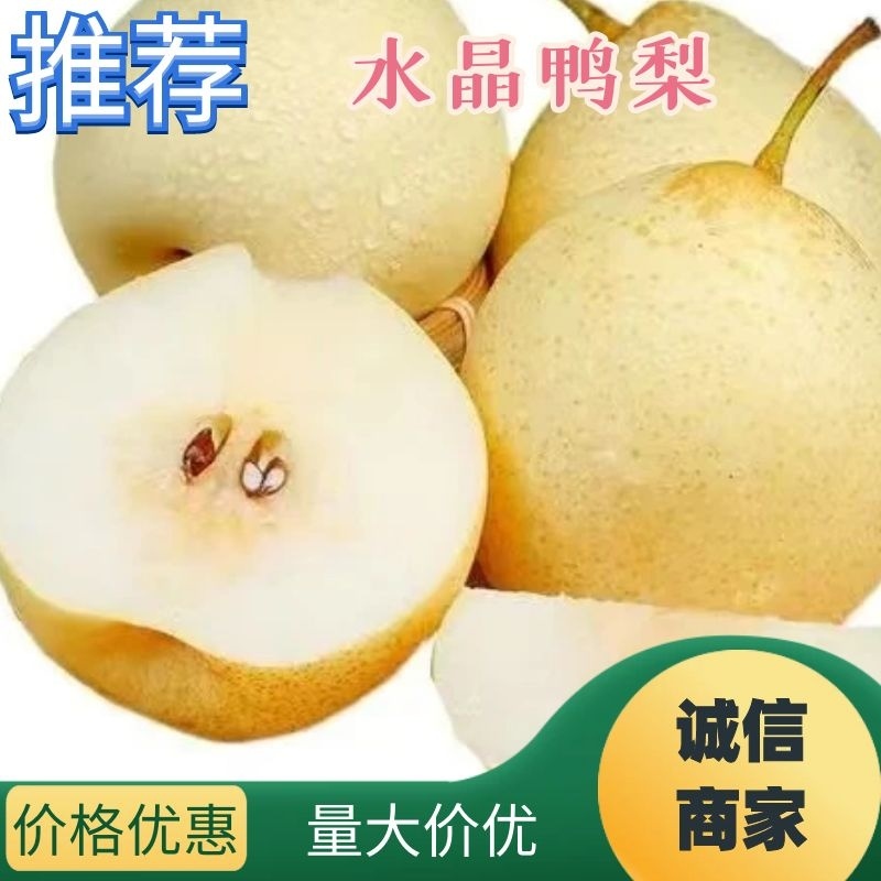 【河北精品水晶鸭梨】大量供应口感脆甜个头大货源充足